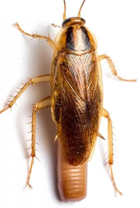 Alman Hamam Böceği