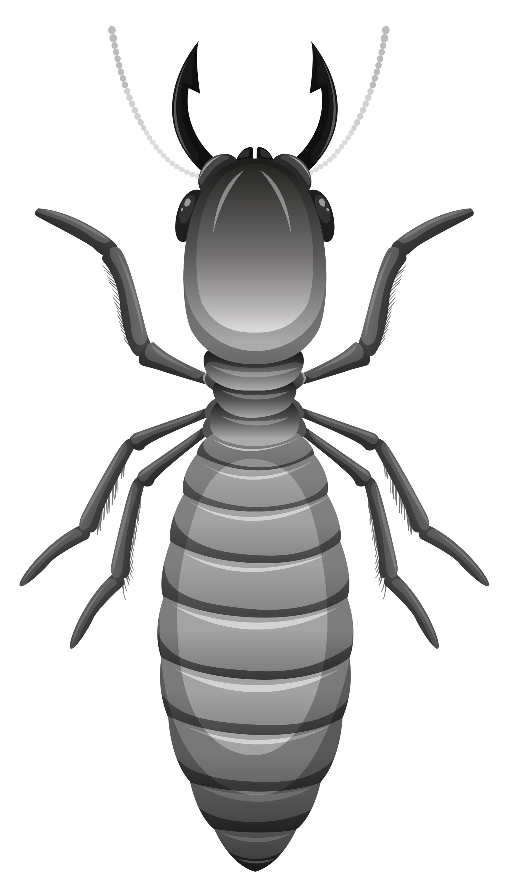 Gümüşçün Böceği